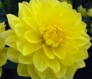 Георгин Американ Сан (Dahlia American Sun)