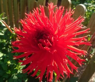 Георгин Апачи (Dahlia Apache)