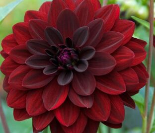 Георгин Арабиан Найт (Dahlia Arabian Night)