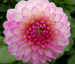Георгин Арбатакс (Dahlia Arbatax)