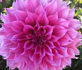 Георгин Артур Хамбли (Dahlia Arthur Hambley)