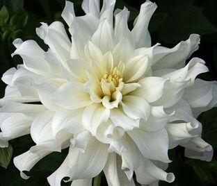 Георгин Аспен (Dahlia Aspen)