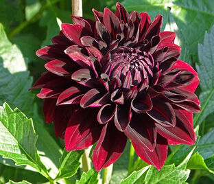 Георгин Афтер Даск (Dahlia After Dusk)