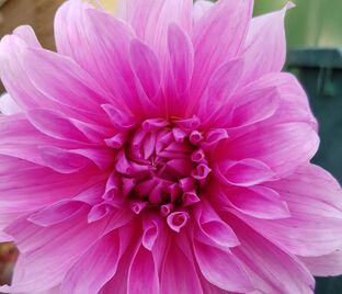 Георгин Бабилон Пинк (Dahlia Babylon Pink)