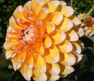 Георгин Багама Априкот (Dahlia Bahama Apricot)