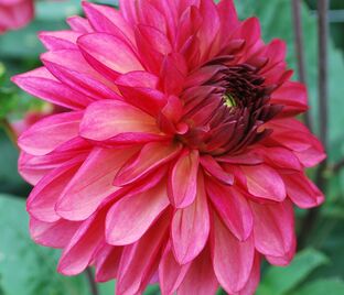 Георгин Бакарди (Dahlia Bacardi)
