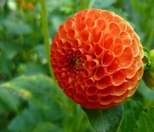 Георгин Бантлинг (Dahlia Bantling)