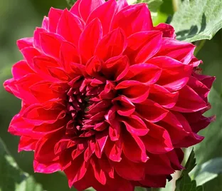 Георгин Барбаросса (Dahlia Barbarossa)