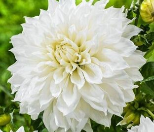 Георгин Белинда (Dahlia Belinda)