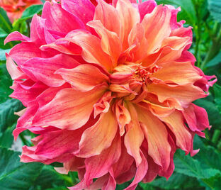 Георгин Белль оф Бармера (Dahlia Belle of Barmera)