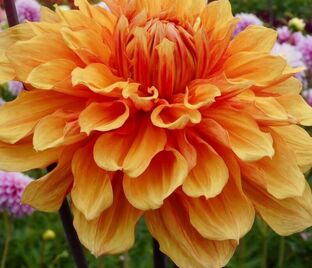 Георгин Бен Хьюстон (Dahlia Ben Huston)