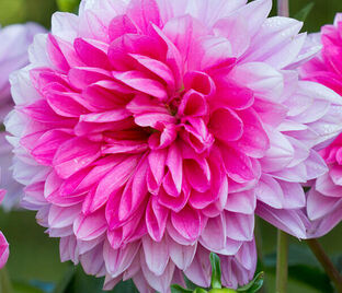 Георгин Берлинер Клене (Dahlia Berliner Kleene)