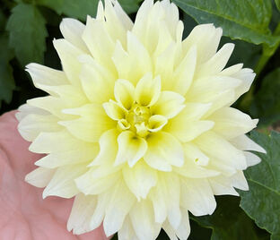 Георгин Берлинер Лемон (Dahlia Berliner Lemon)