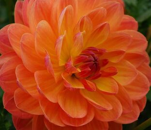 Георгин Берлинер Оранж (Dahlia Berliner Orange)
