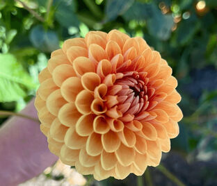Георгин Биатрис (Dahlia Beatrice)