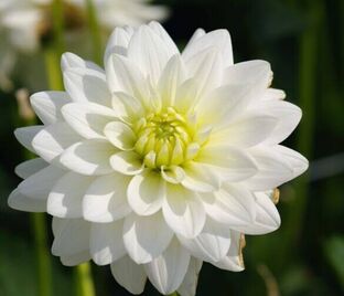 Георгин Биг Хейлстоун (Dahlia Big Hailstone)