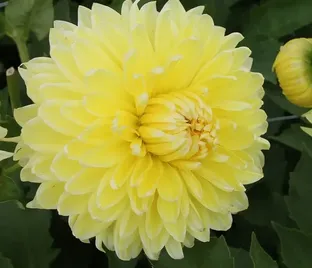 Георгин Бильбао (Dahlia Bilbao)