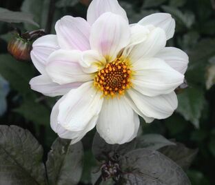 Георгин Бишоп оф Довер (Dahlia Bishop of Dover)