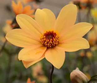 Георгин Бишоп оф Йорк (Dahlia Bishop Of York)