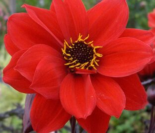 Георгин Бишоп оф Лландаф (Dahlia Bishop Of Llandaf)