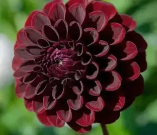 Георгин Блэк Даймонд (Dahlia Black Diamond)
