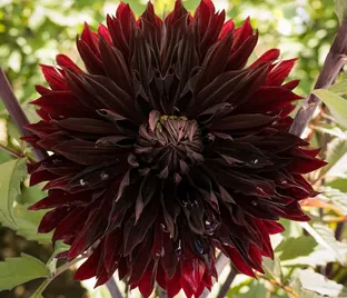Георгин Блэк Джек (Dahlia Black Jack)
