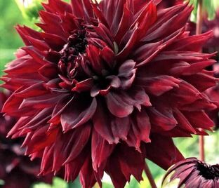 Георгин Блэк Тач (Dahlia Black Touch)