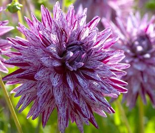 Георгин Блэкберри Рипл (Dahlia Blackberry Ripple)