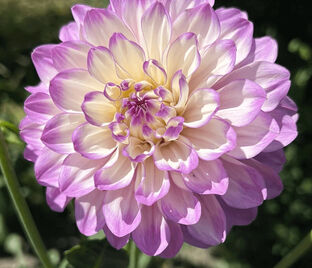 Георгин Блю Виш (Dahlia Blue Wish)