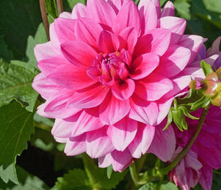 Георгин Блюсетт (Dahlia Bluesette) — фото 1