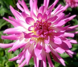 Георгин Болд Акцент (Dahlia Bold Accent)