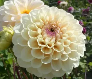 Георгин Болт (Dahlia Bolt)