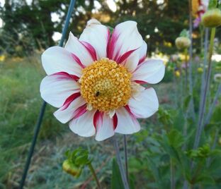 Георгин Бон Одори (Dahlia Bon Odori)