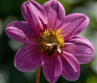 Георгин Бонни Эсперансе (Dahlia Bonne Esperance)