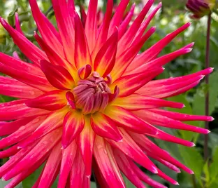 Георгин Бора Бора (Dahlia Bora Bora)
