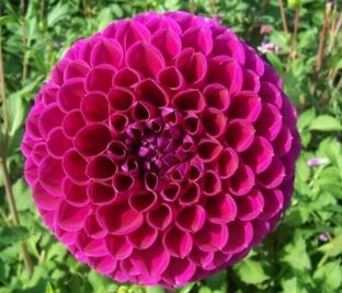 Георгин Бум Бум Пёрпл (Dahlia Boom Boom Purple)