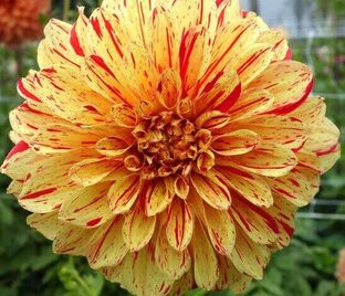 Георгин Вайнсом (Dahlia Winesome)