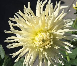 Георгин Вайт Стар (Dahlia White Star)