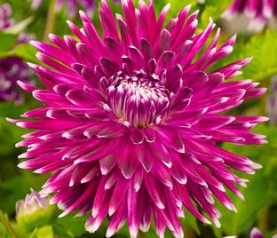 Георгин Ванкувер (Dahlia Vancouver)