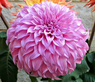 Георгин Вассио Мегго (Dahlia Vassio Meggos) — фото 1