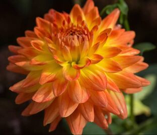 Георгин Вектра (Dahlia Vectra) — фото 1