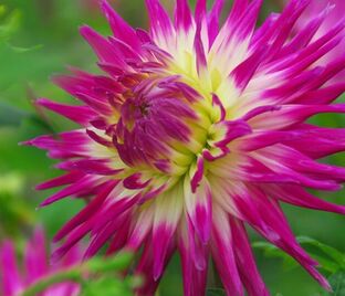 Георгин Веритейбл (Dahlia Veritable)