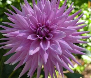Георгин Вортон Блю Стрик (Dahlia Worton Blue Streak)