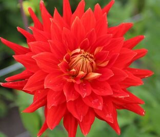 Георгин Вулкан (Dahlia Vulcan)