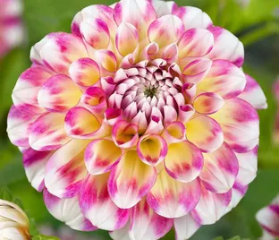 Георгин Гаваи (Dahlia Hawaii)