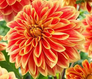 Георгин Гарден Фестиваль (Dahlia Garden Festival)