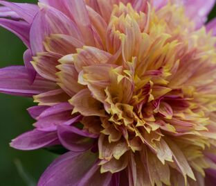 Георгин Гарден Шоу (Dahlia Garden Show)