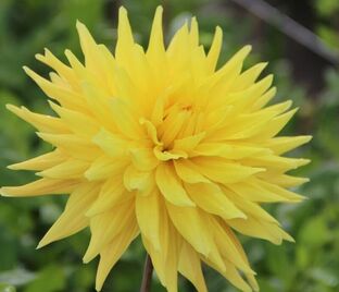 Георгин Гелбер Вулкан (Dahlia Gelber Vulcan)