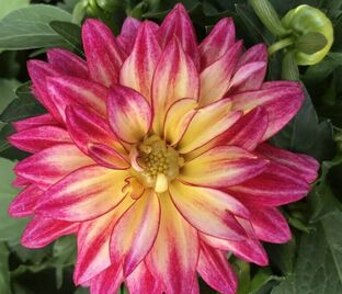Георгин Гипнотика Тропикал Бриз (Dahlia Hypnotica Tropical Breeze) — фото 1
