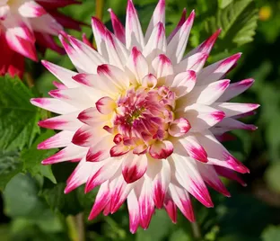 Георгин Гирлингс Сорбет (Dahlia Geerlings Sorbet)